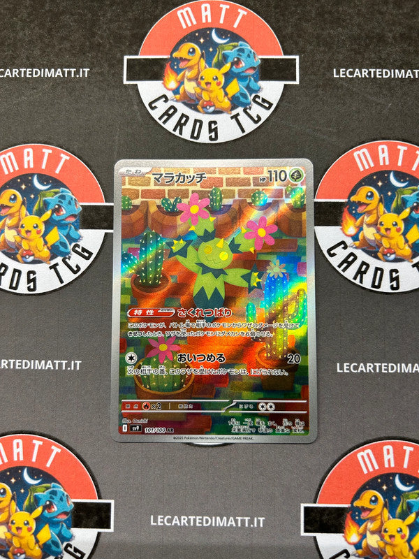 Maractus 101/100 AR